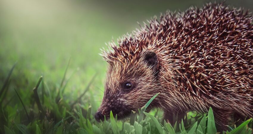 pexels-daniel-sillifant-1103158-3894108